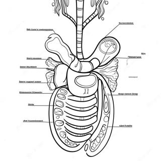 Page à colorier du diagramme du système digestif | Page de coloriage Système Digestif